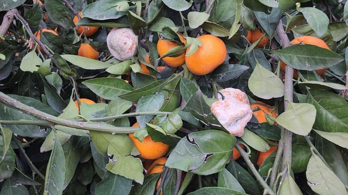 Bahçede fiyatı 2 TL’ye kadar düşen mandalina dalında çürüyor