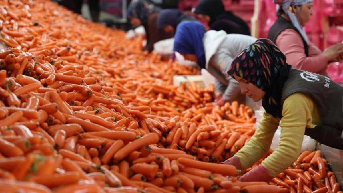 Kadınların elle sökümünü yaptığı havuç dünya pazarına hazırlanıyor