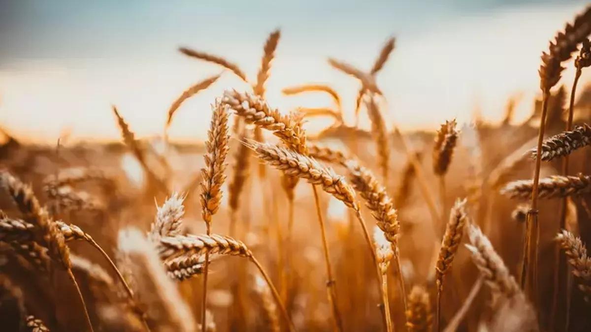Rüyada Buğday Tarlası Görmek Ne Anlama Gelir? Rüyada Buğday Tarlasında Dolaşmak Nasıl Yorumlanır?