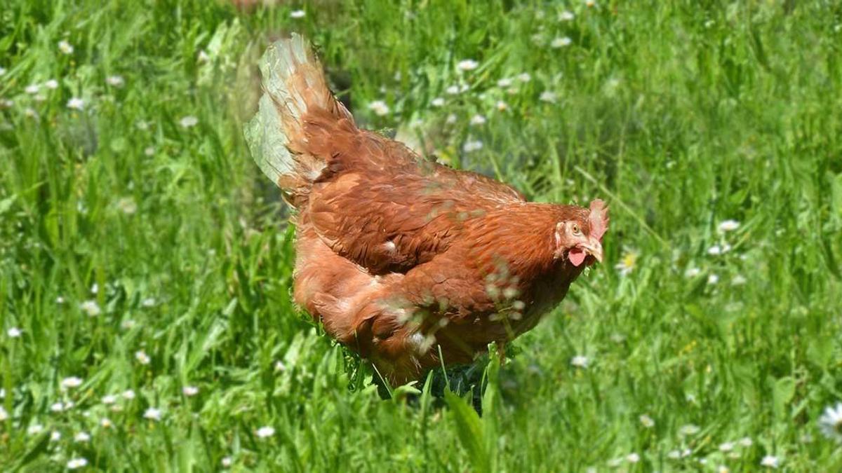 Rüyada Çiğ Tavuk Görmek Ne Anlama Gelir? Rüyada Çiğ Tavuk Yemek Nasıl Yorumlanır?