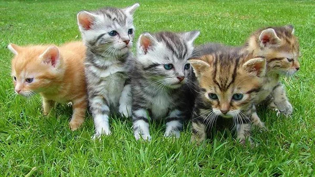Rüyada Kedi Yavruları Görmek Ne Anlama Gelir? Rüyada Kedi Yavrusu Sevmek Nasıl Yorumlanır?