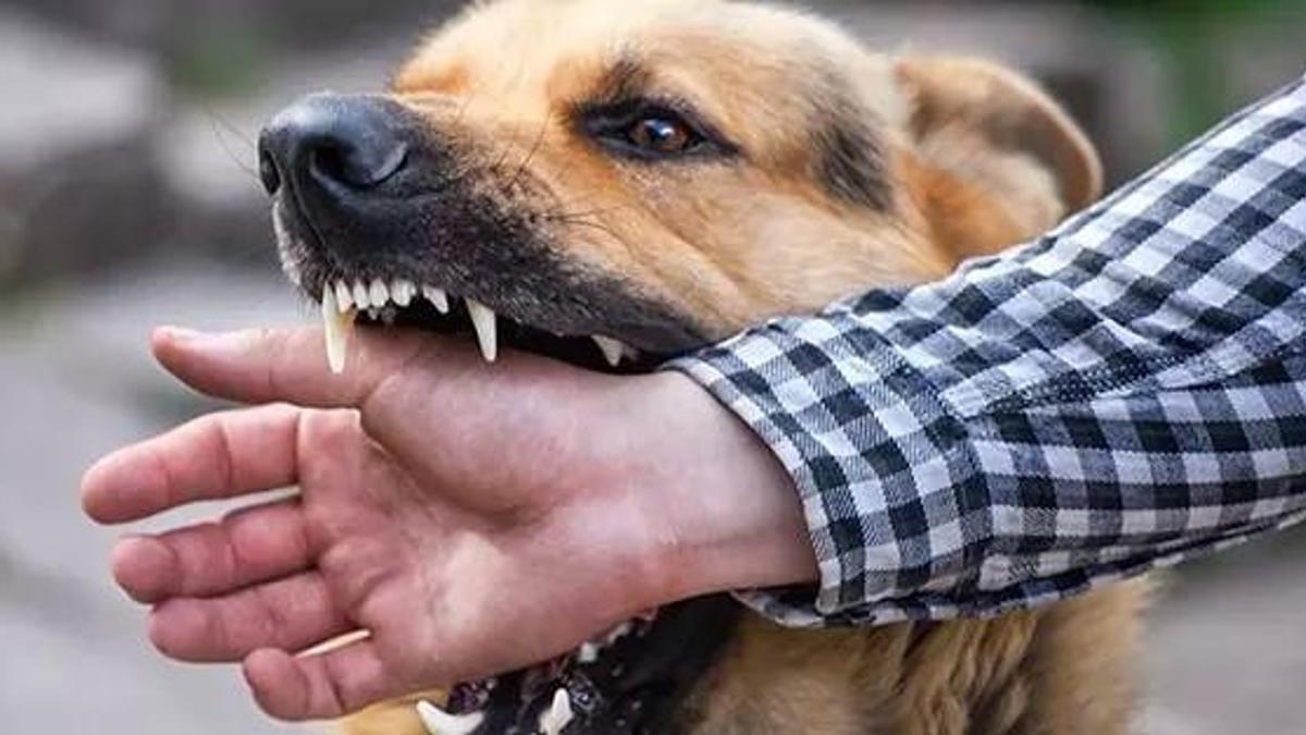 Rüyada Köpek Saldırması Görmek Ne Anlama Gelir? Rüyada Köpekten Kaçmak Nasıl Yorumlanır?
