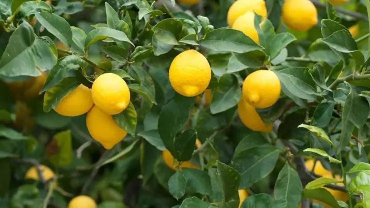 Rüyada Limon Ağacı Görmek Ne Anlama Gelir? Rüyada Limon Ağacında Limon Toplamak Nasıl Yorumlanır?