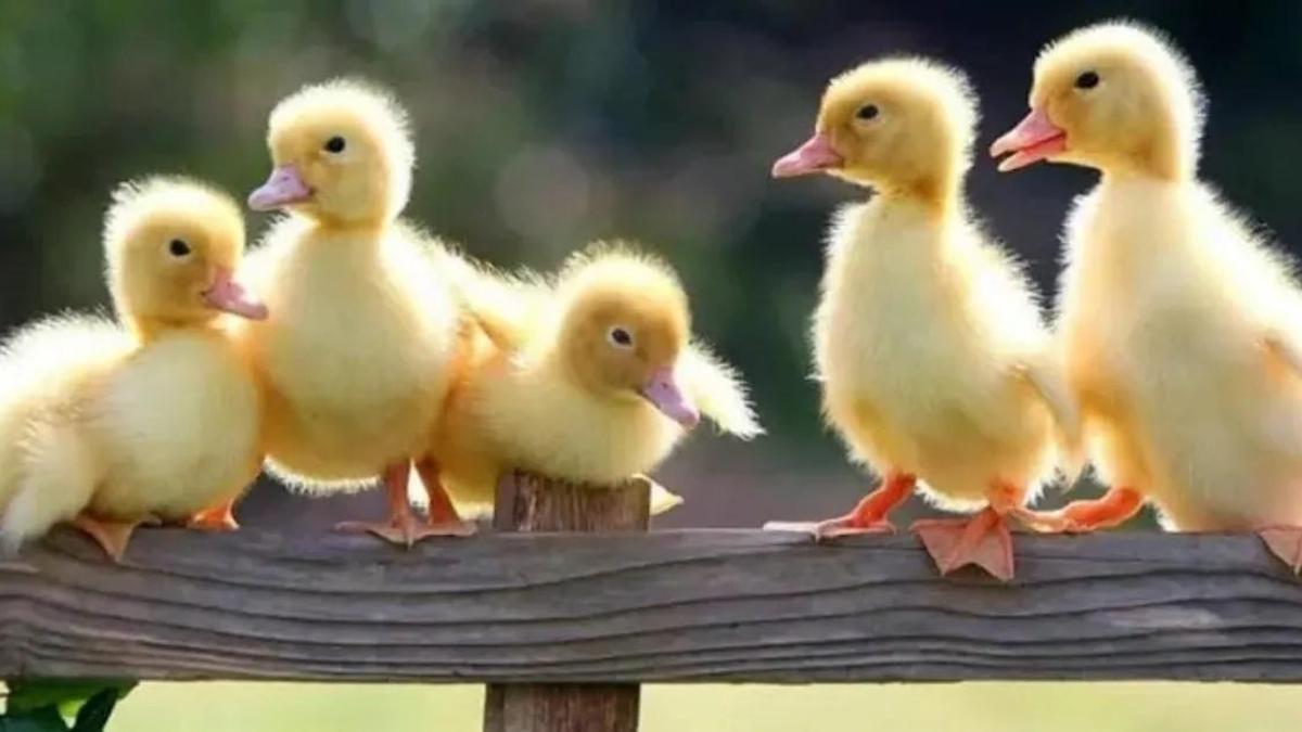 Rüyada Ördek Yavrusu Görmek Ne Anlama Gelir? Rüyada Ördek Yavrusu Sevmek Nasıl Yorumlanır?