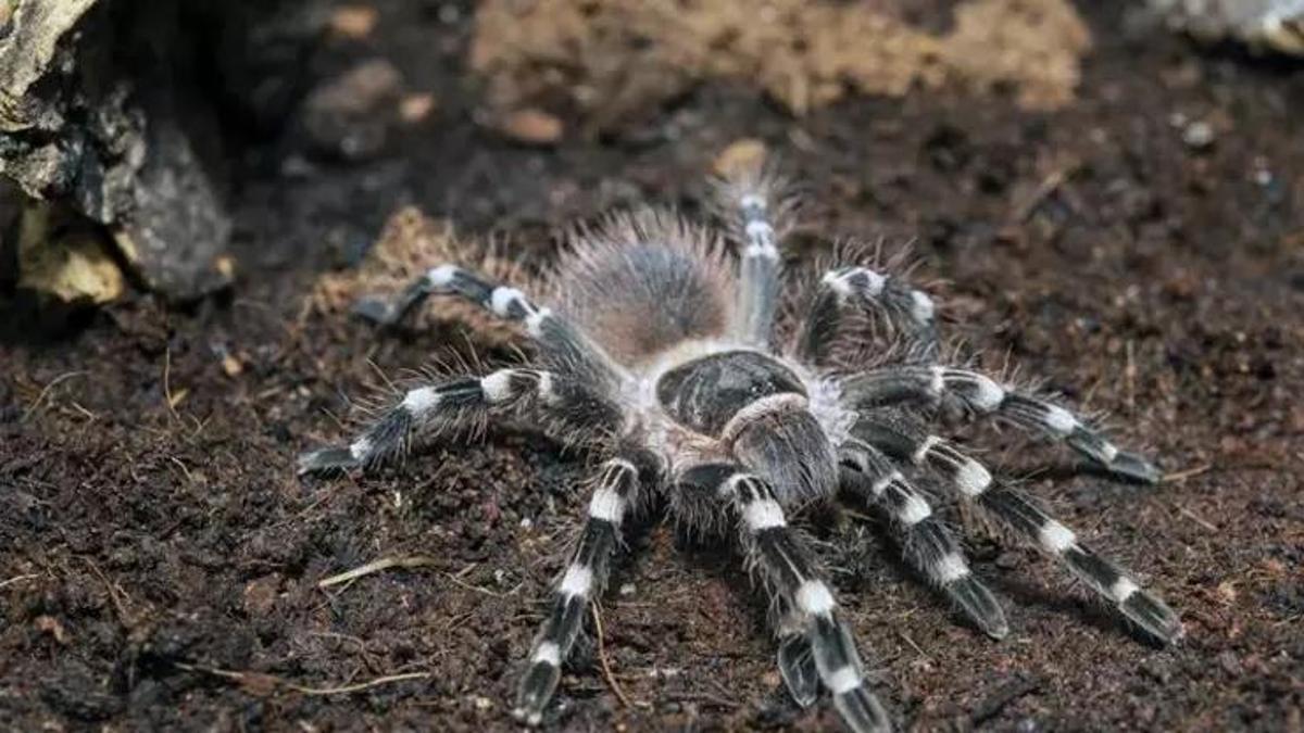 Rüyada Tarantula Görmek Ne Anlama Gelir? Rüyada Tarantuladan Korkmak Nasıl Yorumlanır?