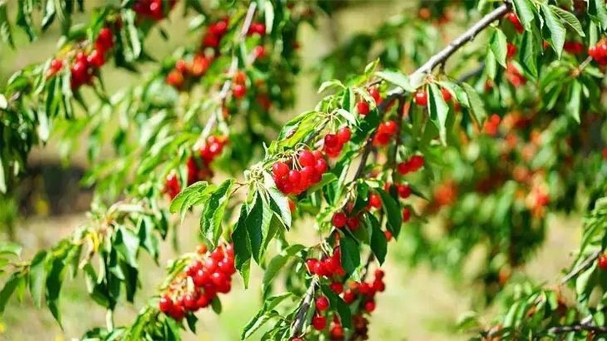 Rüyada Vişne Görmek Ne Anlama Gelir? Rüyada Vişne Yemek Nasıl Yorumlanır?