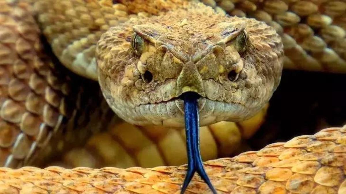 Rüyada Yılanın Kaçtığını Görmek Ne Anlama Gelir? Rüyada Yılanın Kaçması Nasıl Yorumlanır?