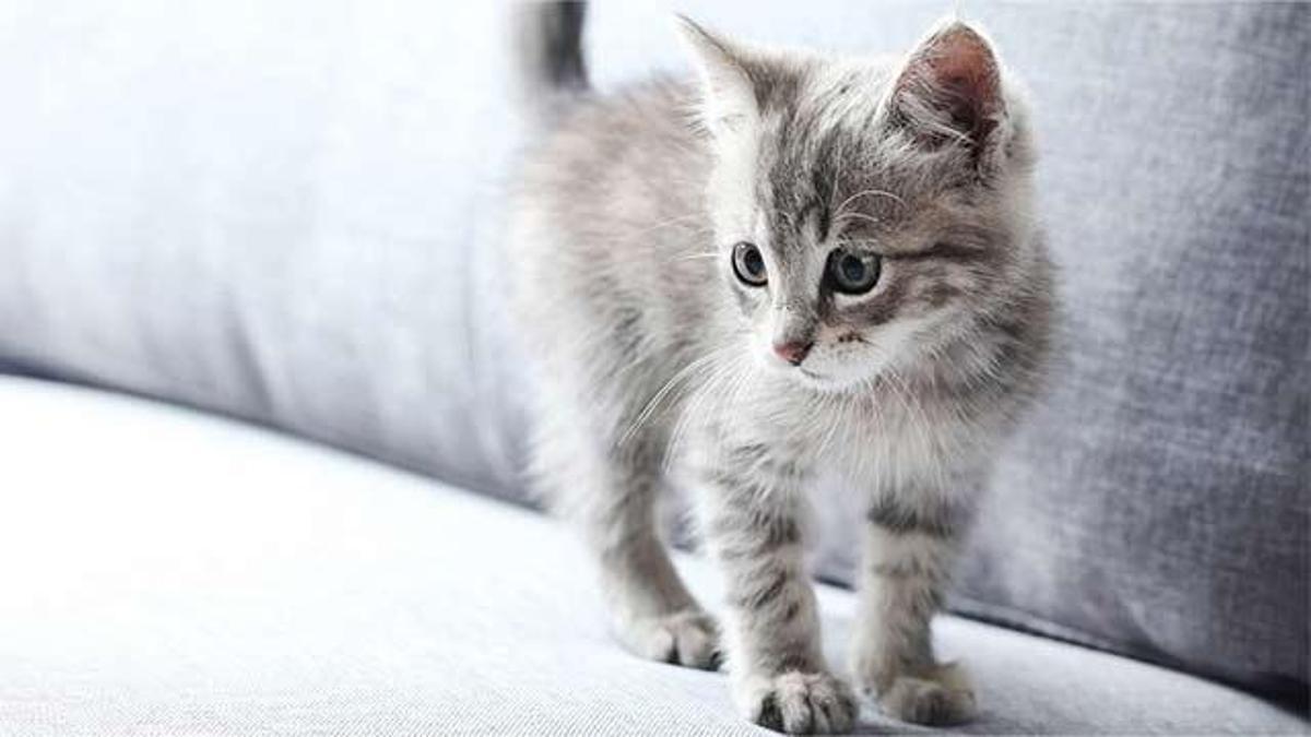 Kedi Yaşı Hesaplama... Kedi Yaşı Nasıl Hesaplanır? Kedi Yaşı Nasıl Belirlenir?