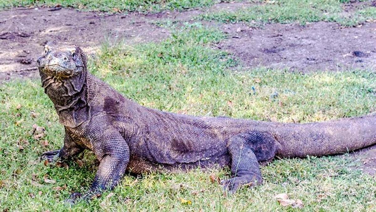 Komodo Ejderi Özellikleri Nelerdir? Komodo Ejderi Tehlikeli Midir, İnsana Saldırır Mı?