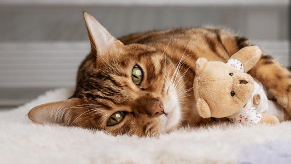 Kedi İle İlgili Hadisler! Peygamberimizin Kedi İle İlgili Hadisi Şerifleri...