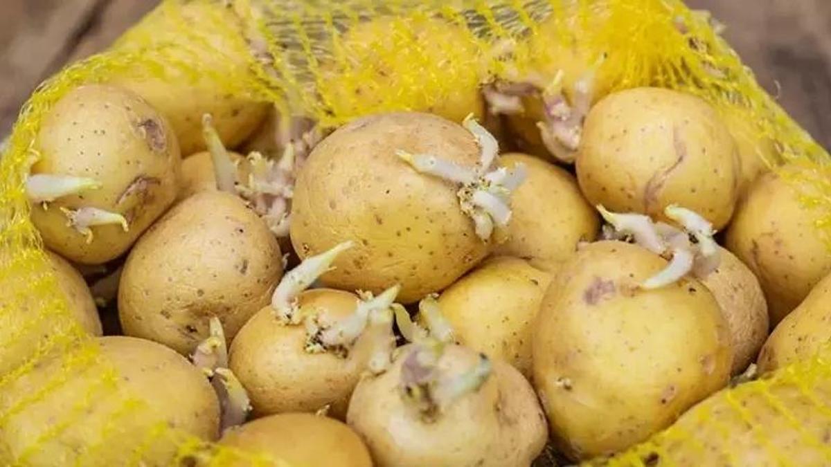 Yeşeren patates yenir mi? Aylarca saklayan yöntem: Patatesler hemen filizleniyorsa yanına bunu koyun!