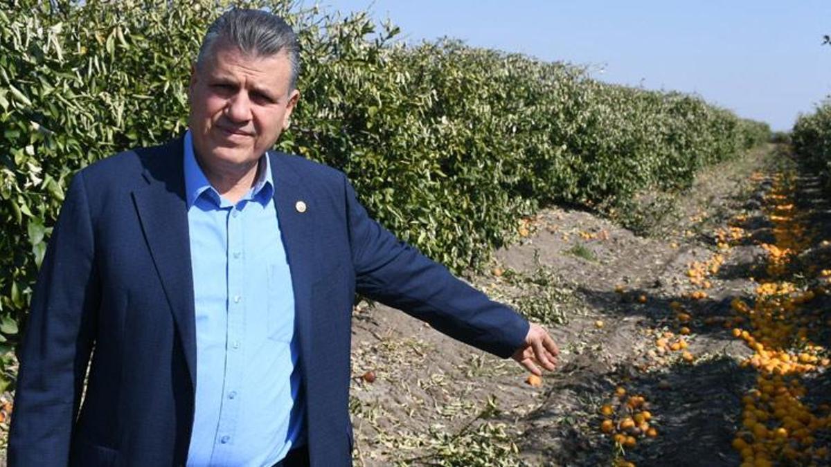 Narenciyede tehlike kapıda! ''Acil önlem alınmalı''