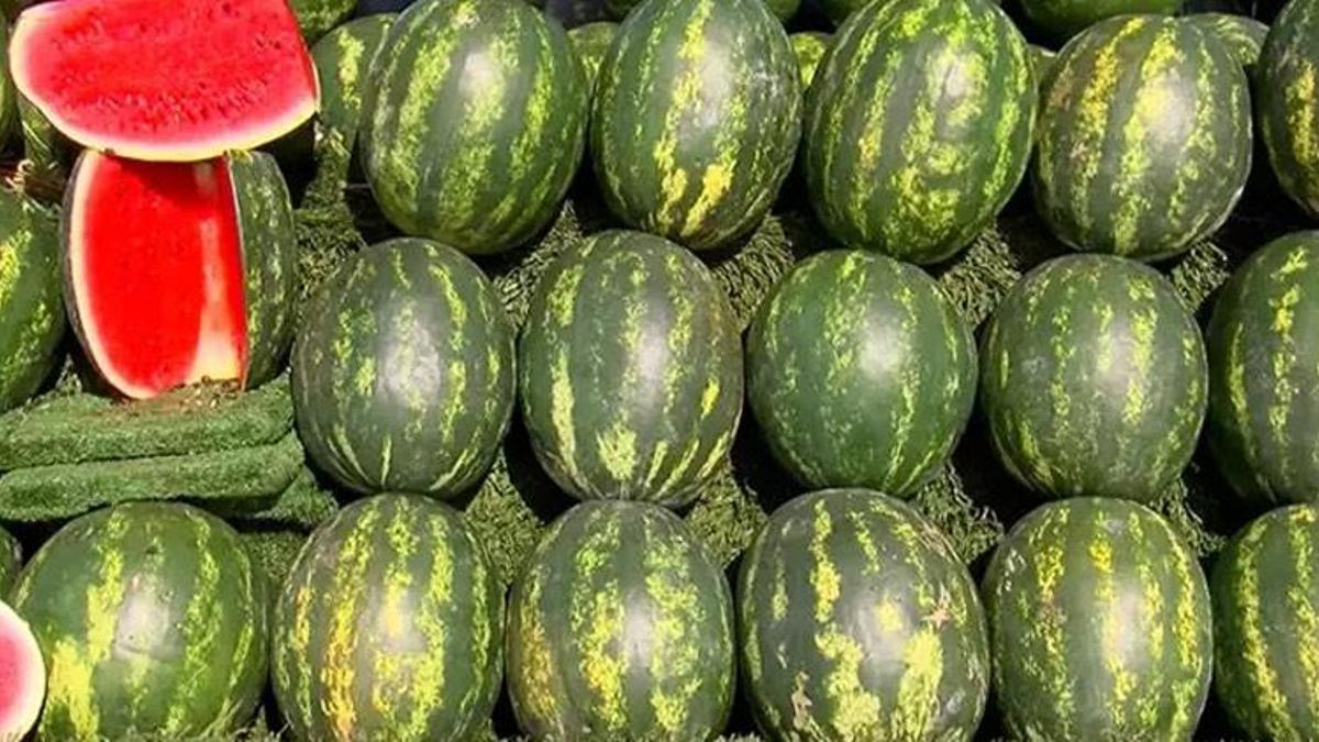 Adana karpuzu Mayıs ayında sofralarda olacak! Kilo fiyatı açıklandı