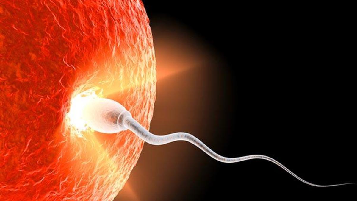 Partenogenez Nedir, Çeşitleri Nelerdir? Partenogenez Hangi Canlılarda Görülür?