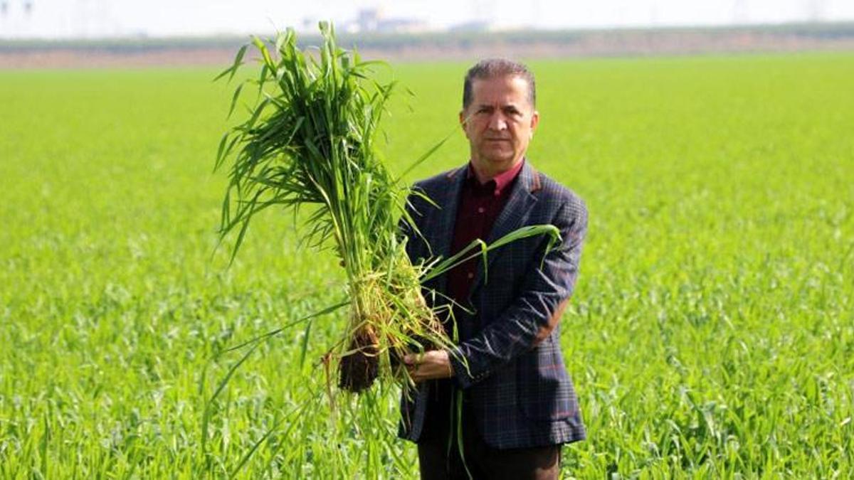 Buğday bu sene yüz güldürecek! Çiftçi umutlu