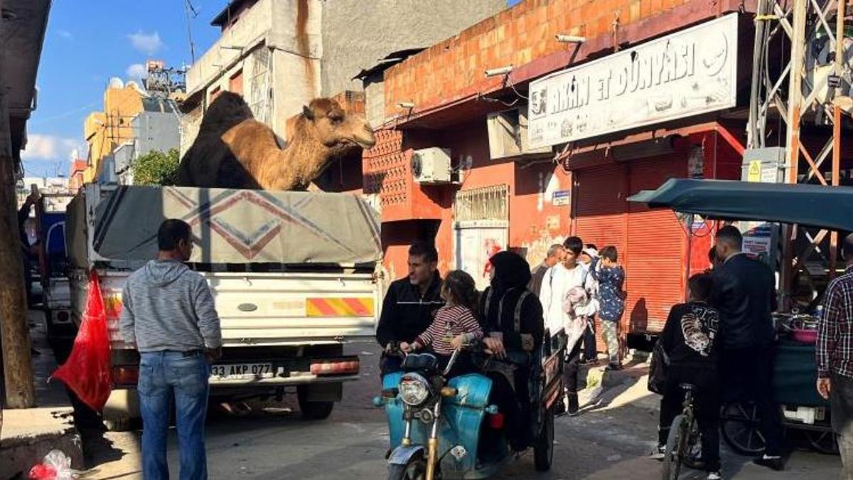 Adana'nın Seyhan ilçesinde deve kesilmekten son anda kurtarıldı