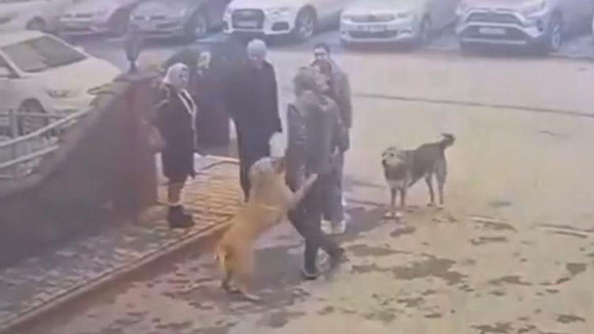 Mahsur kaldığı dereden kurtarılan köpeğin sevgi gösterisi kamerada