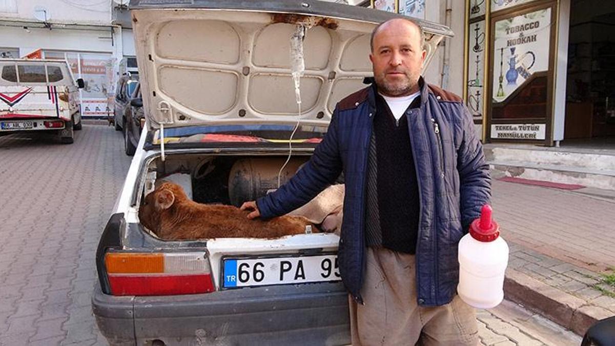 Veterinere götürdüğü buzağısının tedavisi bitene kadar başından ayrılmadı