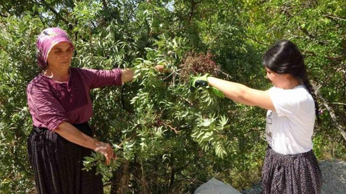 Menengiç Adanalı kadınların gelir kapısı oldu! Kilo fiyatı açıklandı