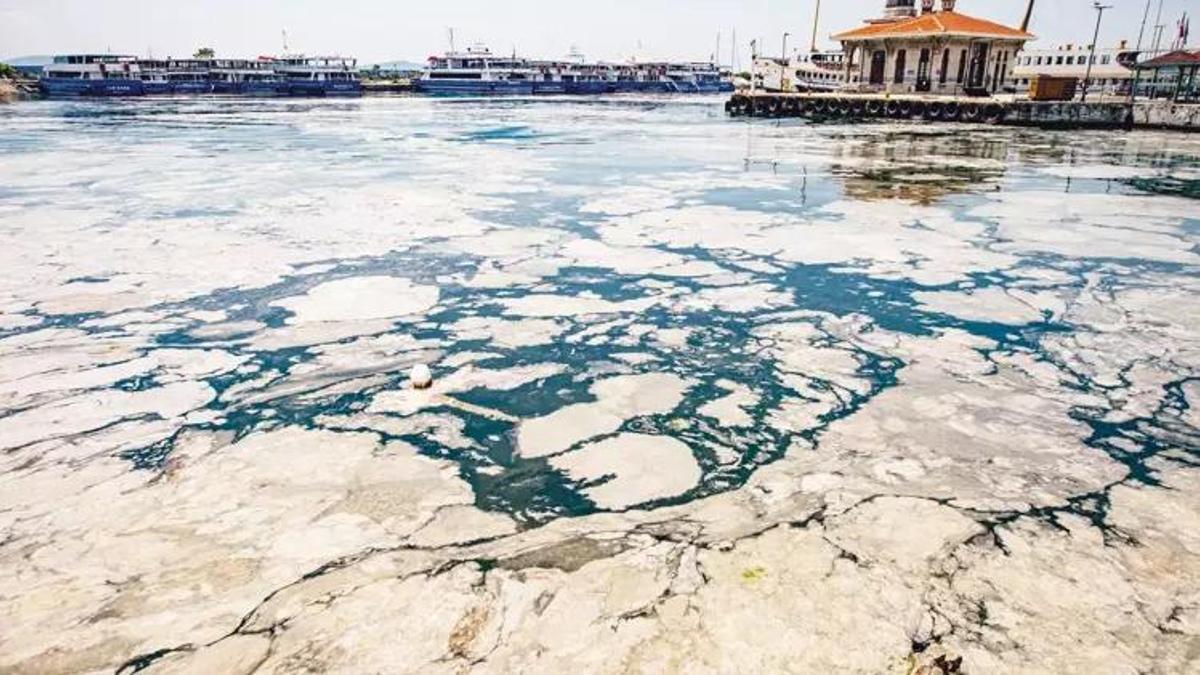 Marmara Denizi'nde büyük tehlike! 'Yeniden göreceğiz'