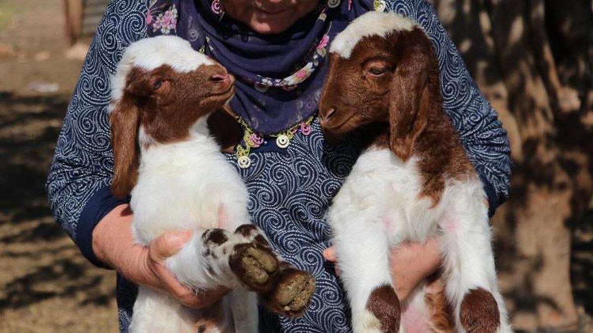 Adana yetiştiricisine 76 milyon TL destek! Bakanlık açıkladı