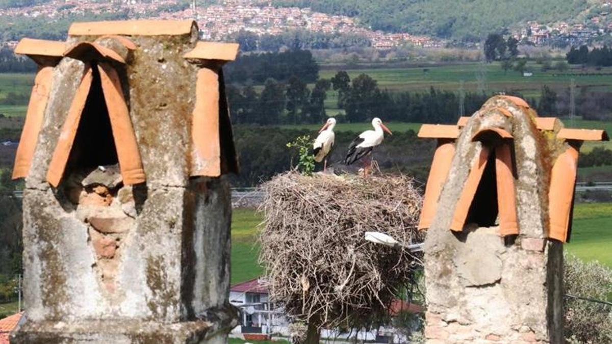 Küresel ısınma yaban hayatını etkiledi: Ayılar kış uykusuna yatmadı, leylekler erken göç etti