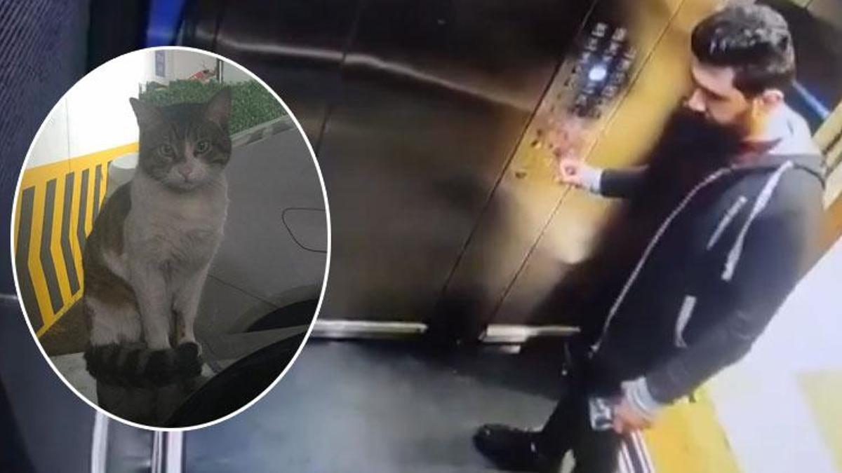 Kedi Eros'u öldüren sanığa verilen cezaya savcılık itiraz edecek