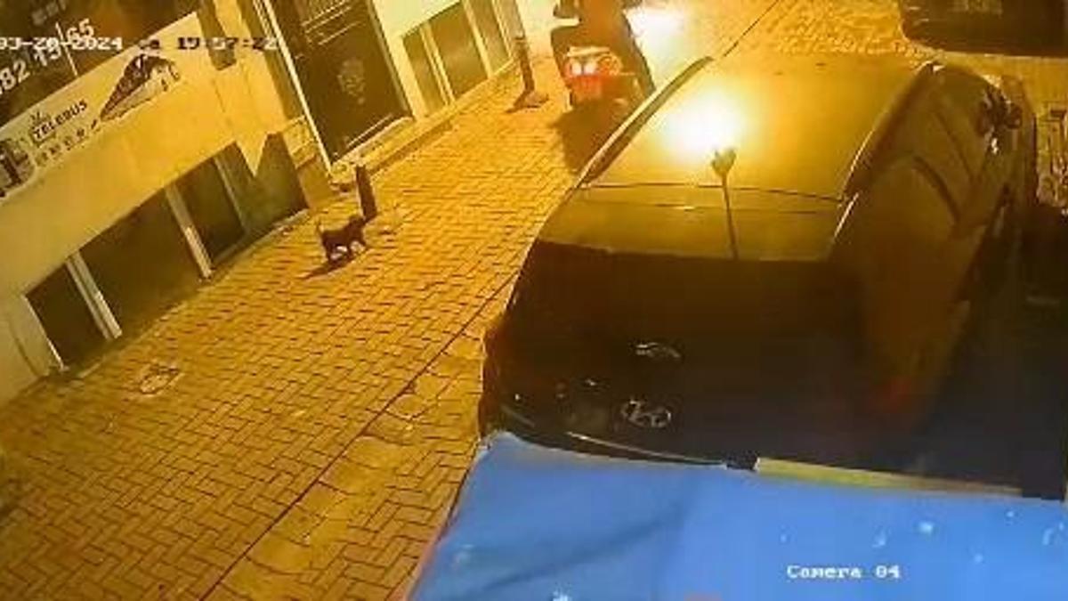 Zeytinburnu'nda motosiklet sürücüsü sahipli yavru köpeği sokaktan alıp kaçtı