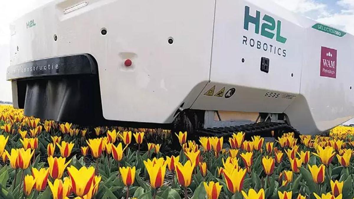 Tarımda yapay zeka dönemi! Hastalıklı lale soğanlarını topluyor