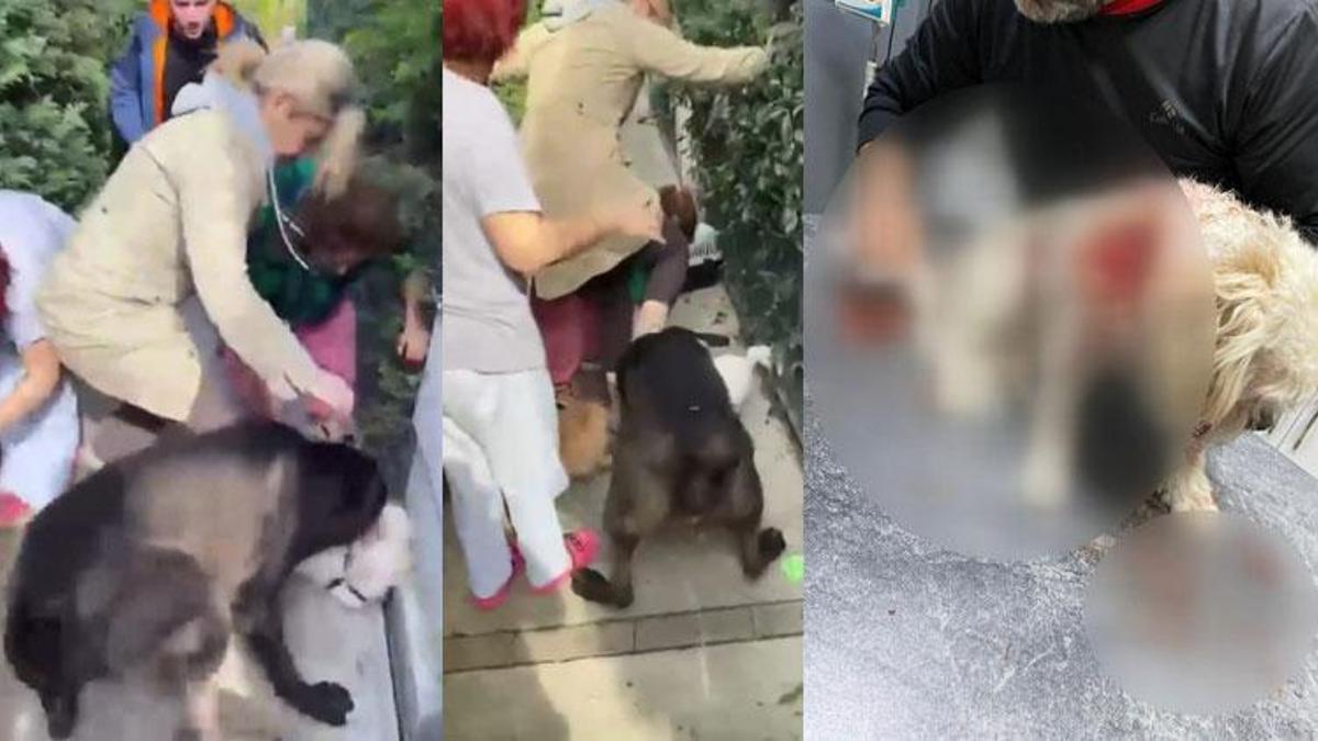 Şarkıcı ve güzellik Merkezi sahibi Banu Parlak'ın köpeği komşusunun köpeğini öldürdü