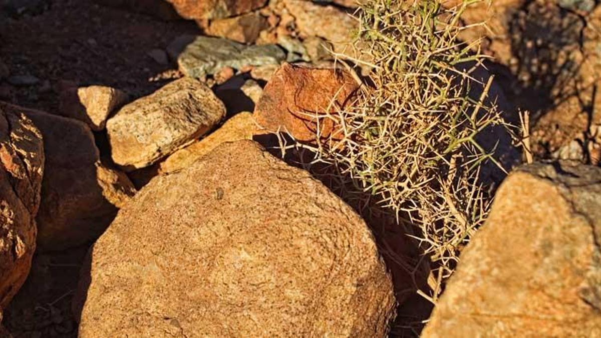 Bakara suresinde geçen kudret helvası nedir? Kudret helvası faydaları neler?