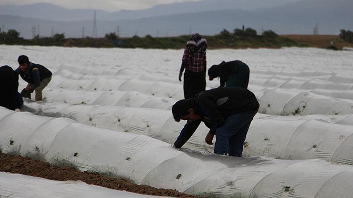 Mayıs ayı bekleniyor! 'Marketle tarla arasında fiyat yarı yarıya oynuyor'