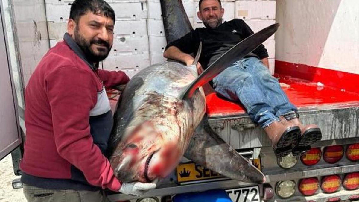 Adana'da köpekbalığı yakalandı! Tam 3 metre boyunda, 200 kilo