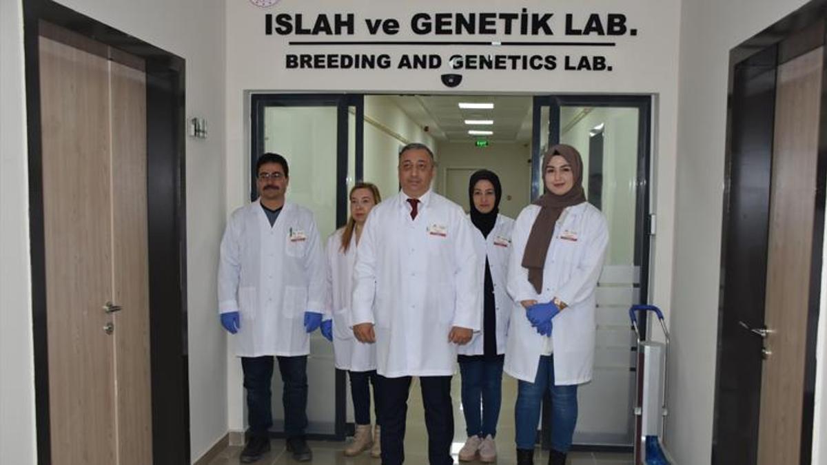 Patatesin 'parmak izi' çıkartıldı! Genetik taban oluşturuluyor