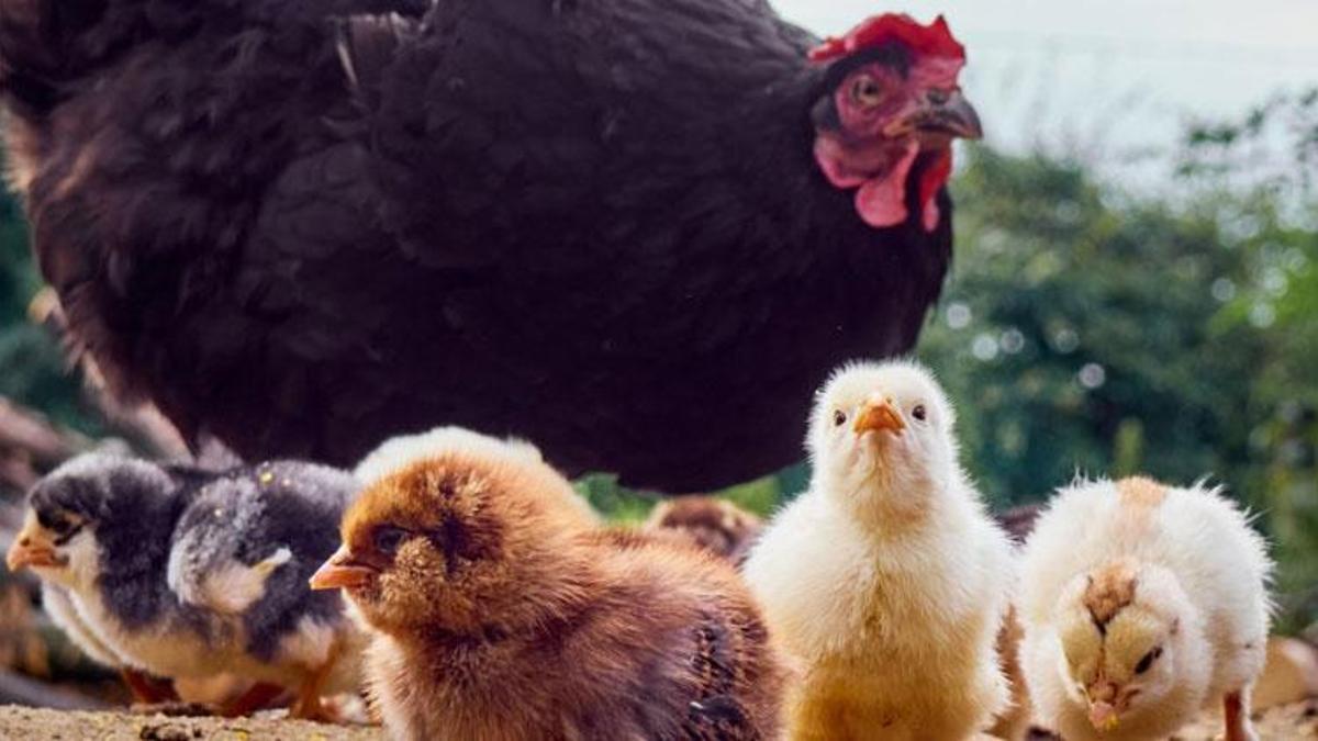ABD’de kuş gribi paniği! Hastalık ineklere temas eden bir kişiye bulaştı