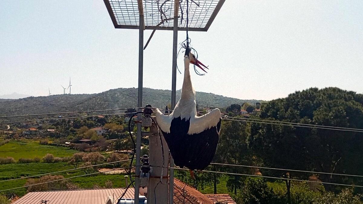 Elektrik direğindeki platforma iple asılı kalan leylek son anda kurtarıldı
