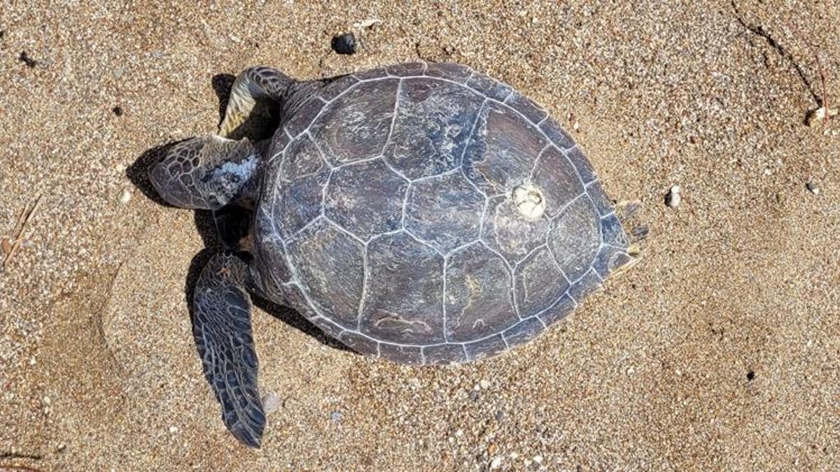 Nesli tükenme tehlikesiyle karşı karşıya! Ölüsü kıyıya vurdu