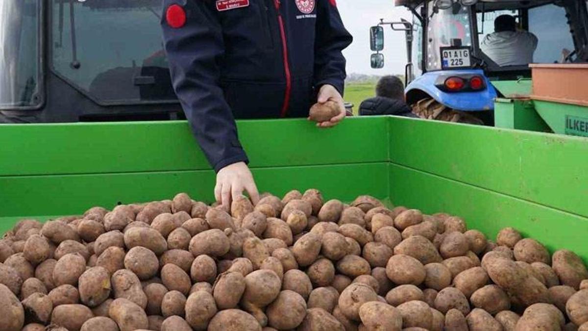 Adana’da turfanda patates hasadı başladı! Kilo fiyatı ortaya çıktı