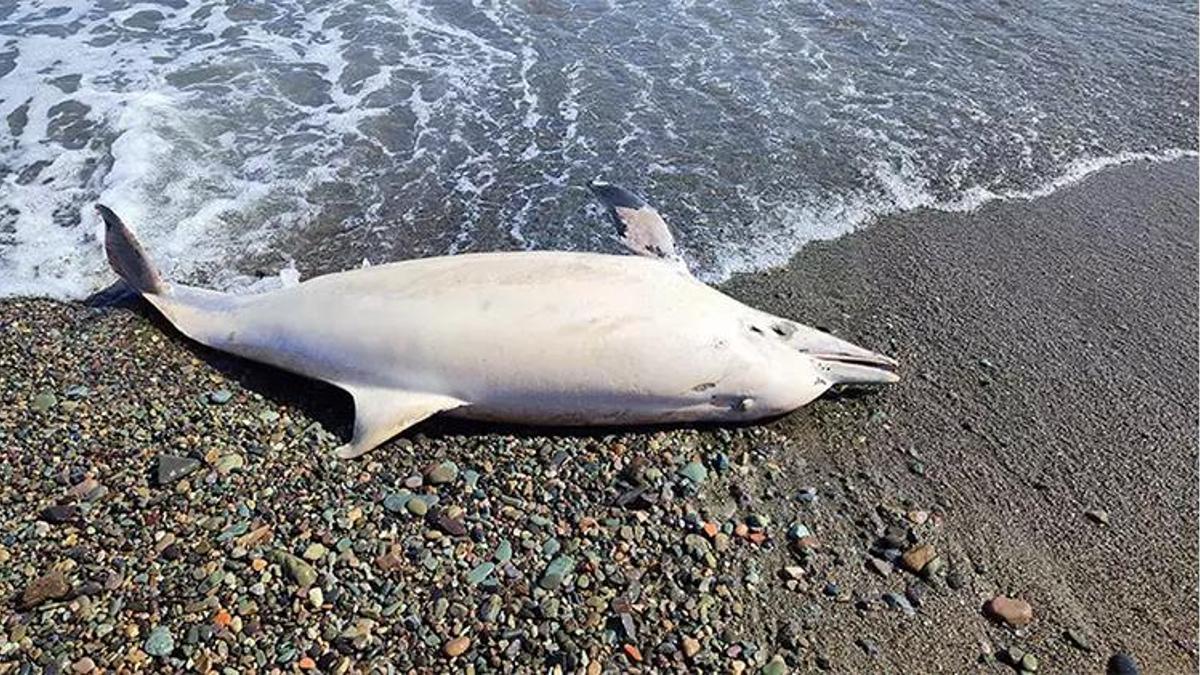 Trabzon'da sahile ölü yunus vurdu