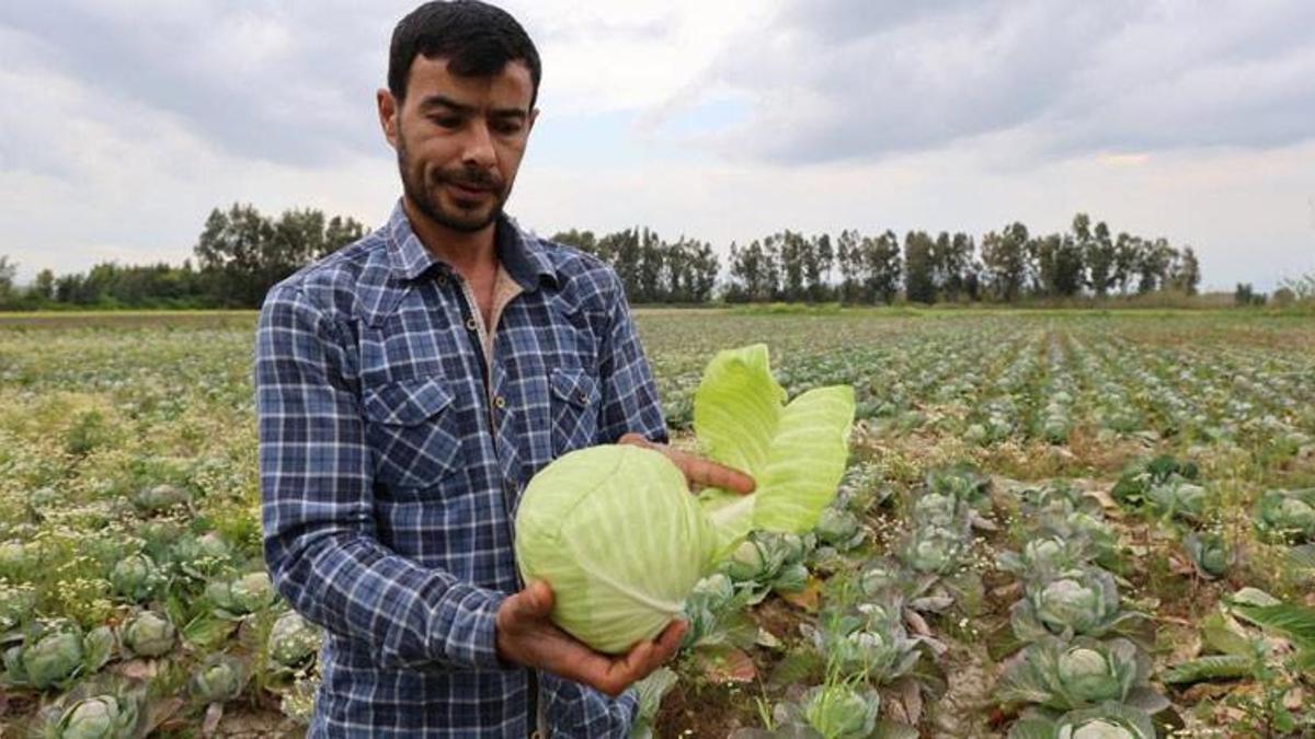 Tarlada kalan lahanayı ücretsiz dağıtıyor! "Dağıt dağıt bitmiyor sanki bereketleniyor"