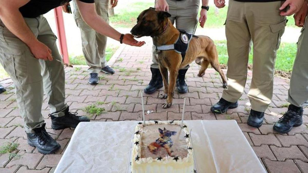 Narkotik köpeği Hulk'un 7'nci yaş günü pasta kesilerek kutlandı