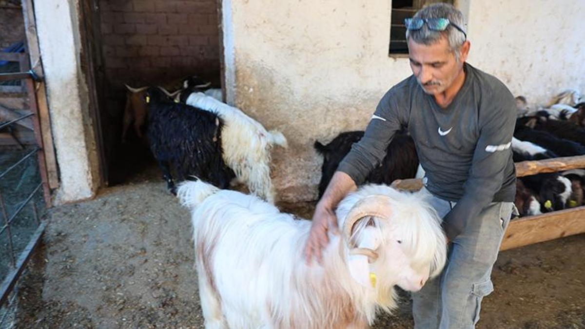 Adana'da Kurban Bayramı hazırlıkları başladı! Fiyatlar 15 bin TL'den alıcı bekliyor