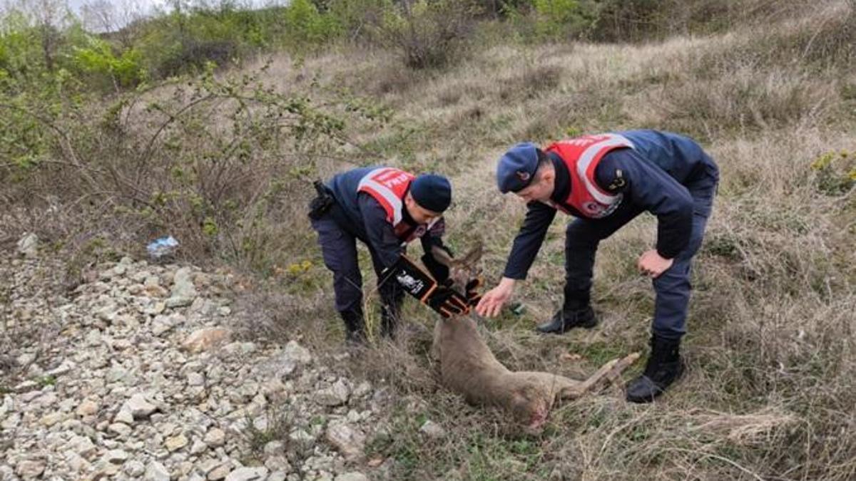 Jandarmanın bulduğu yaralı karaca, tedaviye alındı