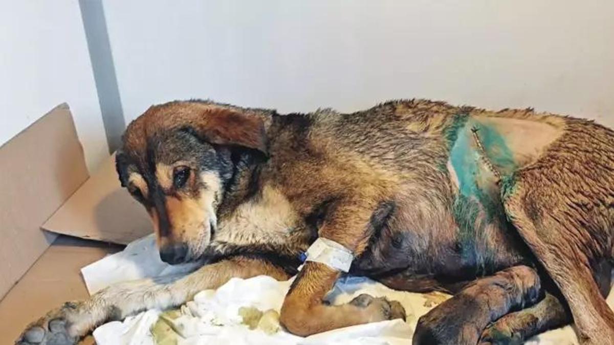 Zehirlenme tehlikesi yaşadı! Köpeğe sezaryen yapıldı