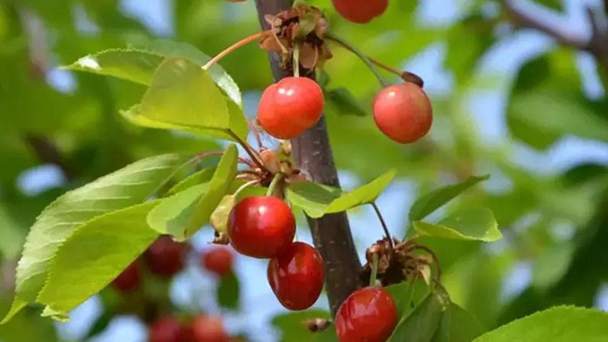İlk kiraz hasat edildi! Beklenen fiyat açıklandı