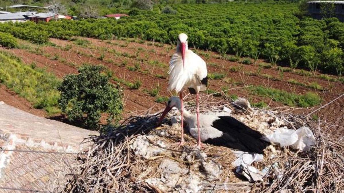 "Portakal" leylek 4 yıldır çok sevildiği mahalleye geliyor! "Onları çok seviyoruz"