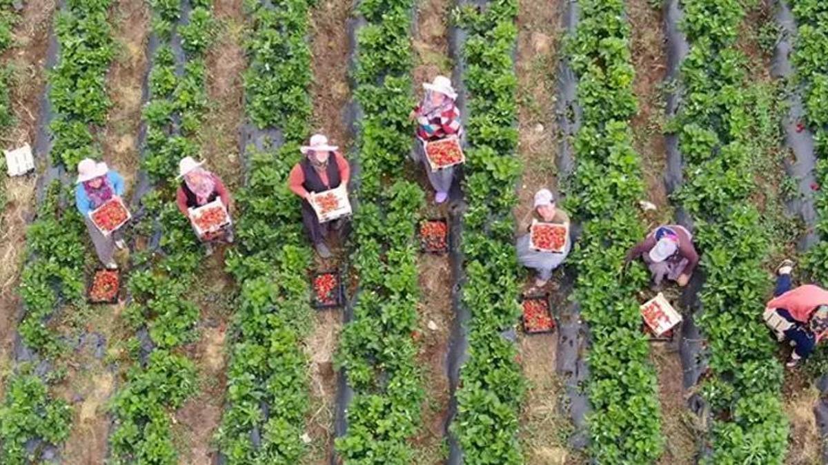 Yüz güldüren çilek hasadı: Tarladan 70 TL'den alıcı buluyor