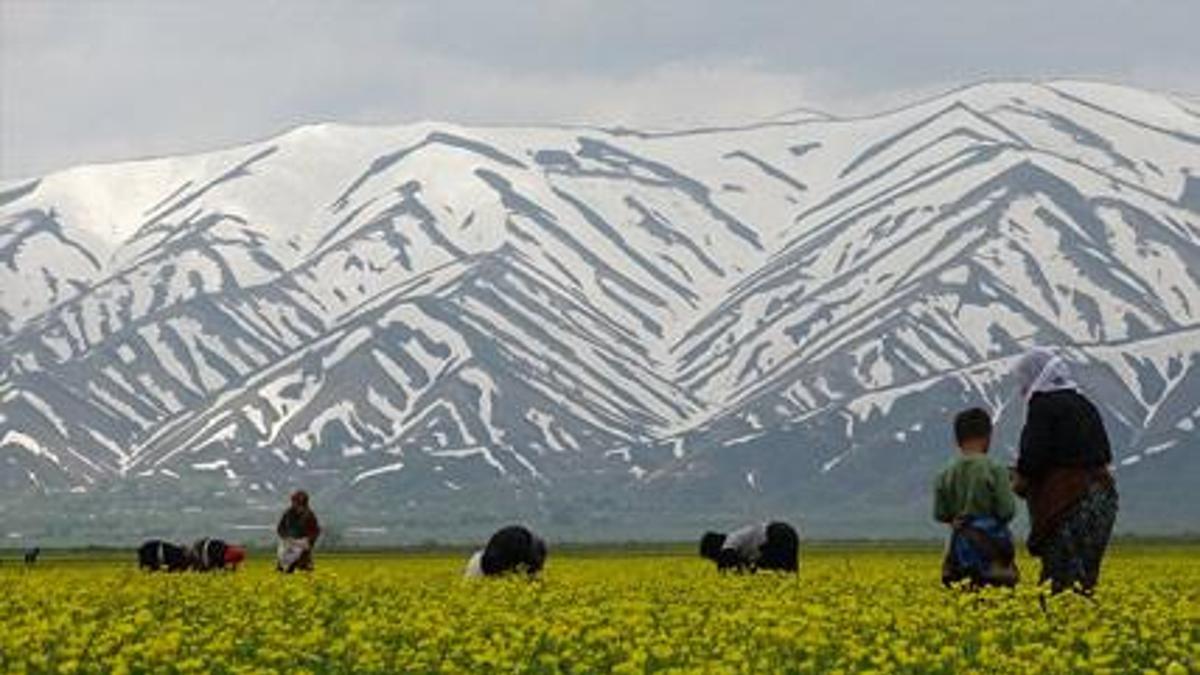 Havaların ısınmasıyla kadınların 'ot' mesaisi başladı!