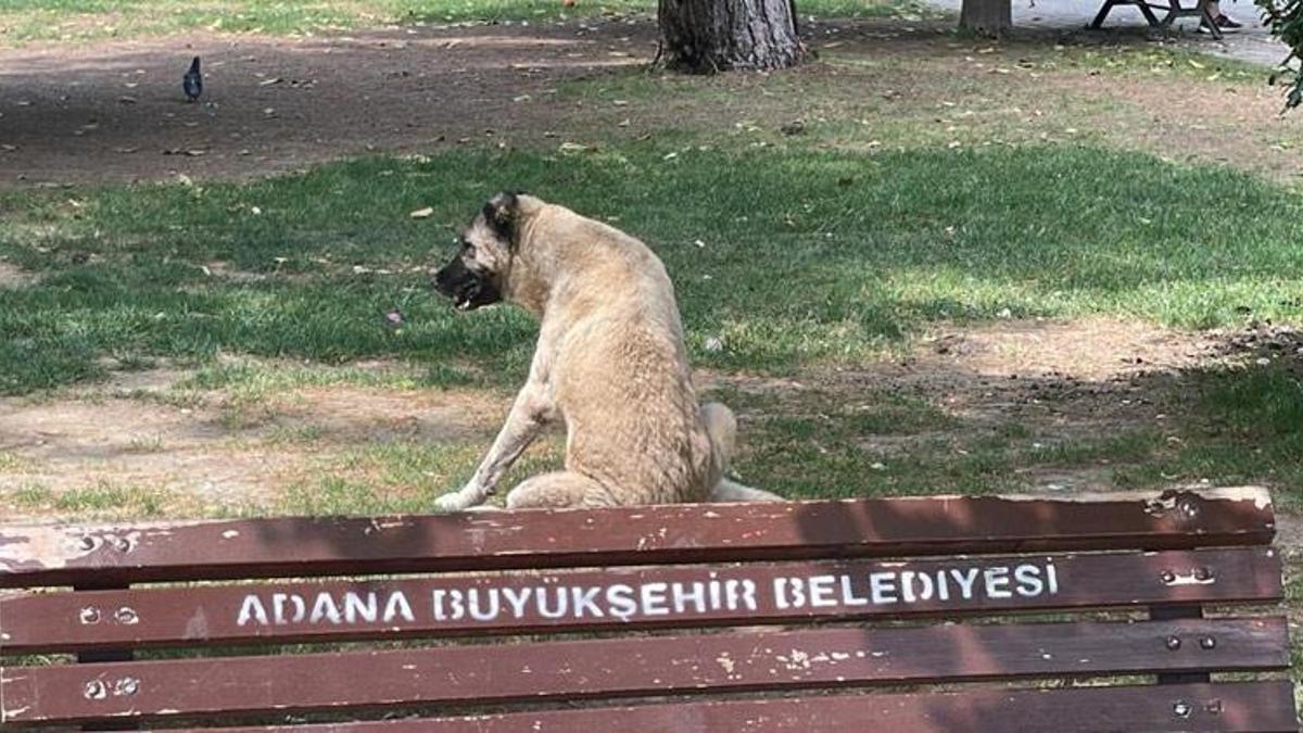 Adana sokaklarında yaklaşık 200 bin köpek var! Uyarı yapıldı
