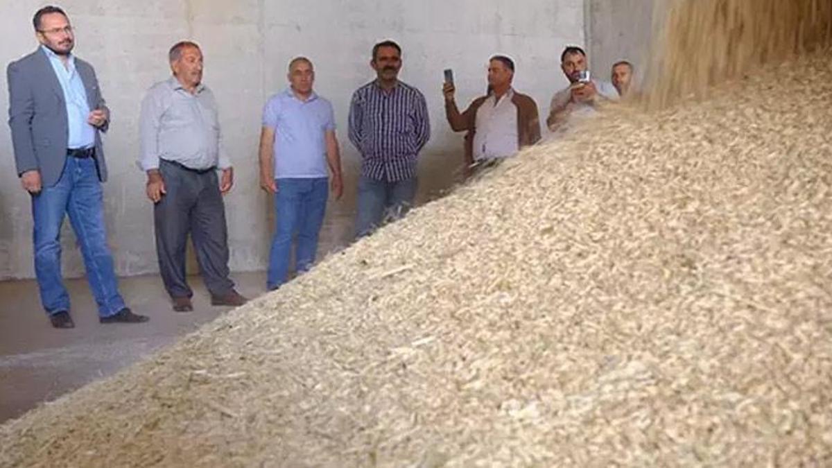 İlk arpa hasadı yapıldı! 24 ayar altın hediye edildi
